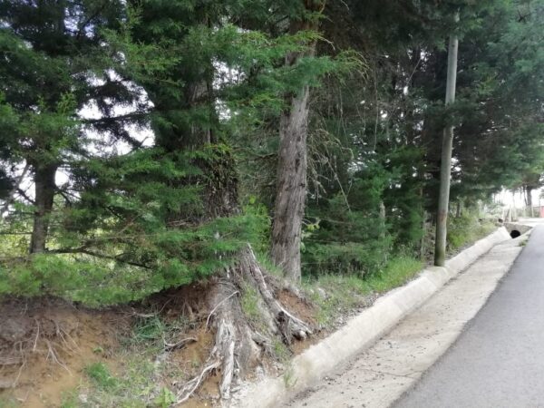 Terrenos en La Trinidad de Copey de Dota  sobre el kilómetro 62 de la Carretera Interamericana Sur - Image 6