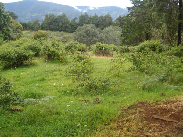 Terrenos en La Trinidad de Copey de Dota  sobre el kilómetro 62 de la Carretera Interamericana Sur - Image 2